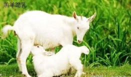 网红小羊在线吃瓜视频,揭秘娱乐圈幕后真相