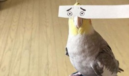 小花爆料了鸟大爷视频,鸟大爷视频引发热议