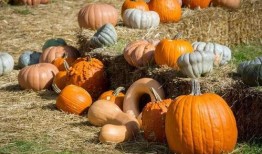 有个免费吃瓜网叫什么来着,揭秘“瓜界”新宠儿的神秘面纱