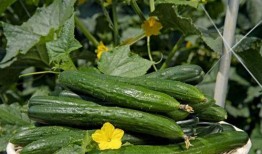 每日热门吃瓜免费,揭秘娱乐圈最新热点事件