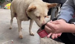 狗狗在广州最新爆料,揭秘城市生活点滴