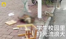 打狗棍56集在线观看,揭秘剧情高潮，精彩瞬间不容错过