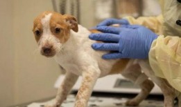 雪狼爆料静雯视频大全集,静雯视频大全集精彩回顾