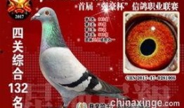 武汉鸽子最新爆料信息,揭秘城市生活新动态