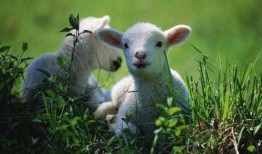 网红小羊在线吃瓜视频,揭秘娱乐圈幕后真相