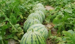 吃瓜爆料每日大瓜网红