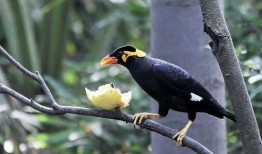 小花爆料了鸟大爷视频,鸟大爷视频引发热议