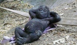 网红猩猩吃瓜事件,揭秘动物界的“网红”现象