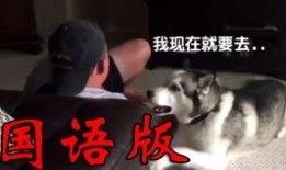 爆料舞帝二哈视频大全集,爆笑视频大全集，笑料横生，欢乐无限