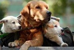 狗狗在广州最新爆料,揭秘城市生活点滴