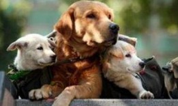 狗狗在广州最新爆料,揭秘城市生活点滴