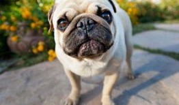 巴哥最新爆料事件视频,揭秘事件背后惊人真相