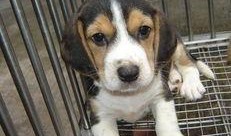 狗狗在广州最新爆料,揭秘城市生活点滴