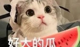 吃瓜女主网红是谁啊小说,揭秘吃瓜女主网红的神秘身世